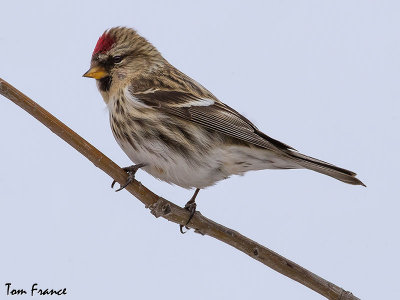 common_redpoll