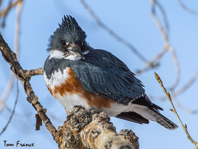 belted_kingfishers