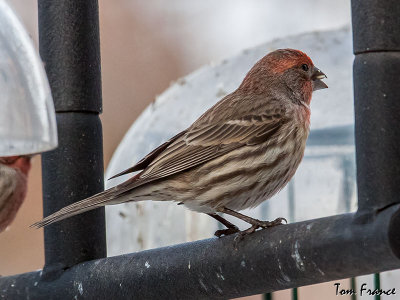 House Finch02.jpg