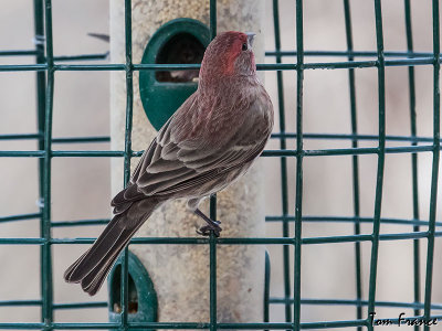 House Finch04.jpg