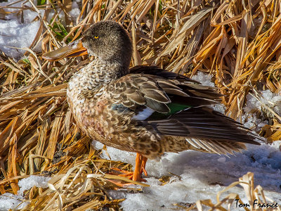 northern_shoveler