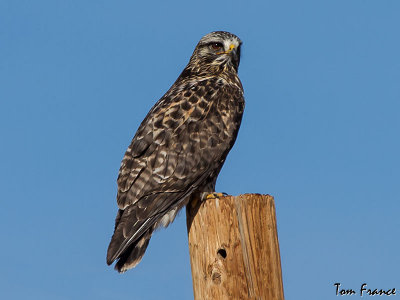 Rough-legged Hawk2.jpg