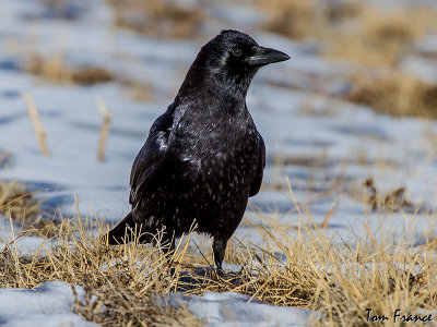 american_crow