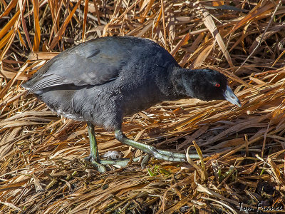american_coot