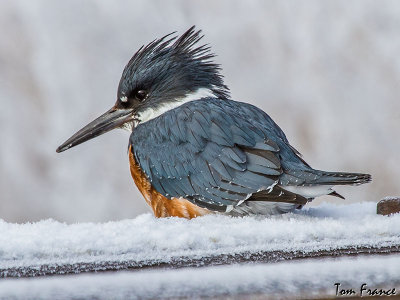 belted_kingfishers