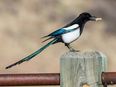 black-billed_magpie