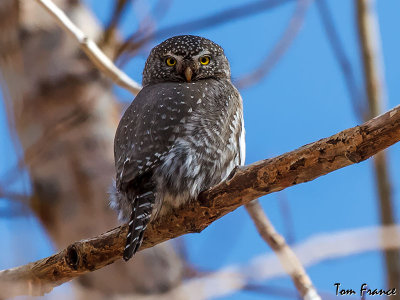 Northern Pygmy Owl1.jpg