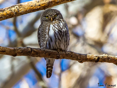 northern_pygmy_owl
