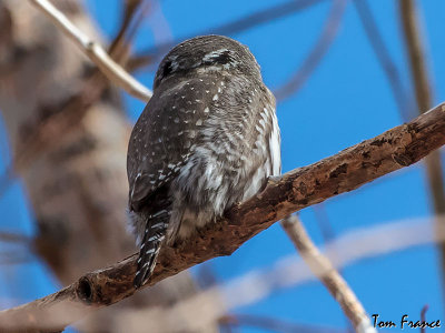 Northern Pygmy Owl1b.jpg