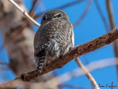 northern_pygmy_owl