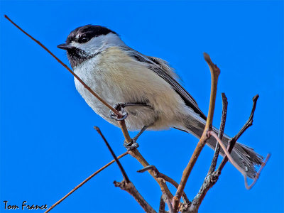black-capped_chickadee