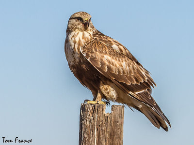 hawk_rough-legged