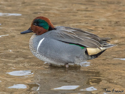 teal_green-winged