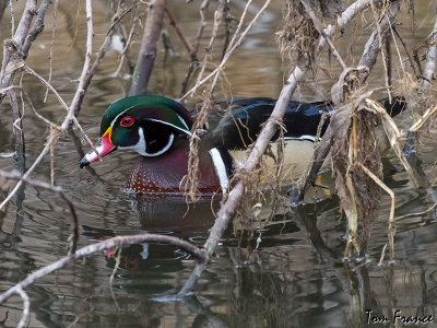 wood_duck