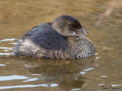grebe_pied-billed