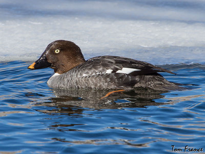 goldeneye_common