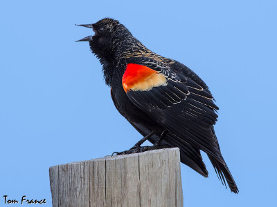 red-winged_blackbird