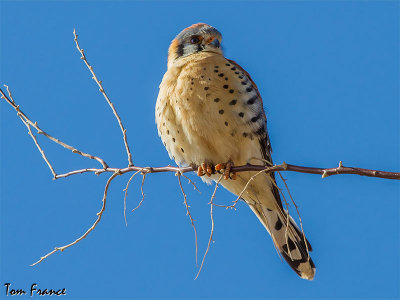 kestrel_american