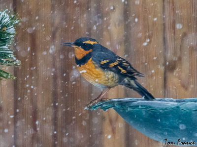 varied_thrush