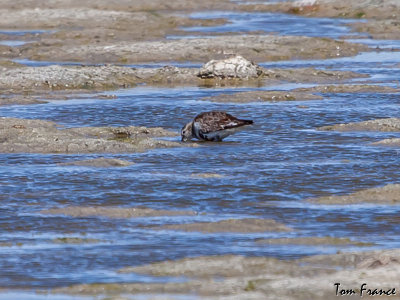 dunlin