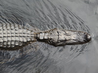 Texas Alligator - Cleveland, Tx