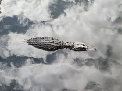 Alligator in the Sky