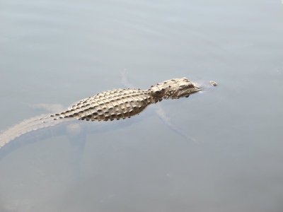 Floating Alligator