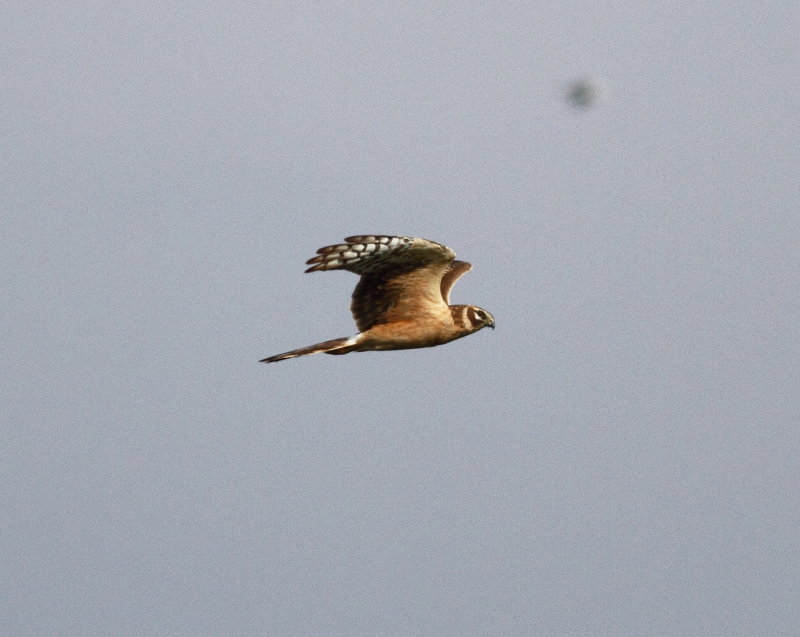 Pallid Harrier (Circus macrourus)
