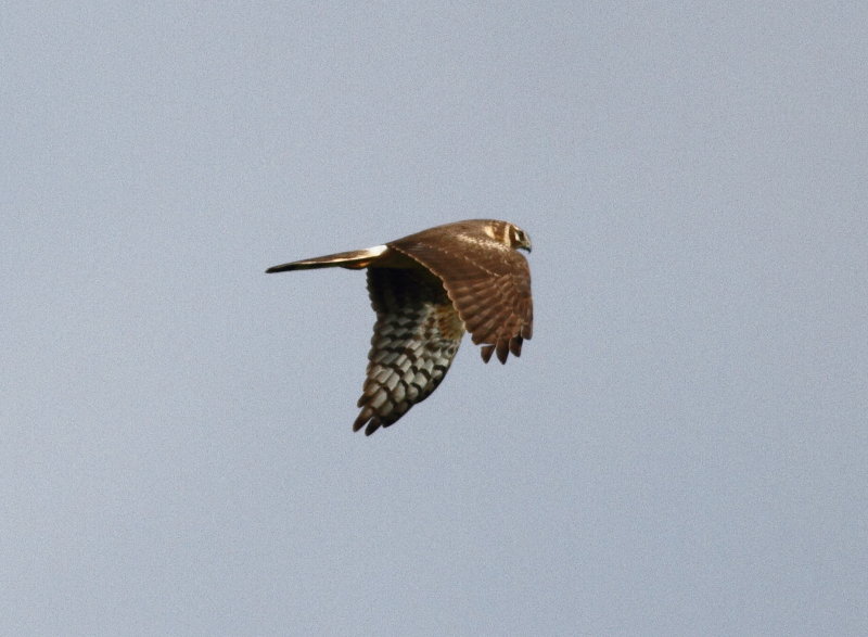 Pallid Harrier (Circus macrourus)