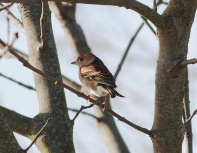 Brambling (Fringilla montifringilla)