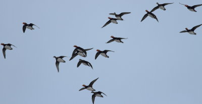 Mandarin Duck  (Aix galericulata)