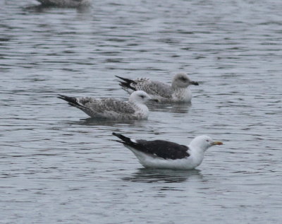 Caspian Gull (Larus cachinnans)