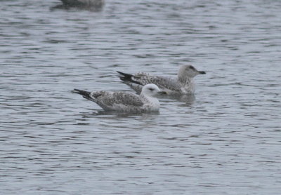 Caspian Gull (Larus cachinnans)
