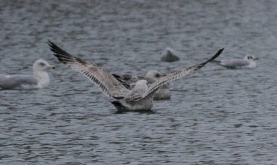 Caspian Gull (Larus cachinnans)