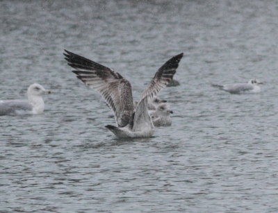 Caspian Gull (Larus cachinnans)