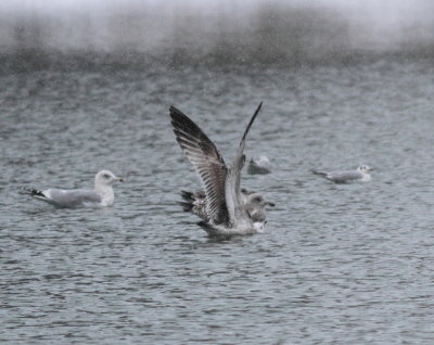 Caspian Gull (Larus cachinnans)