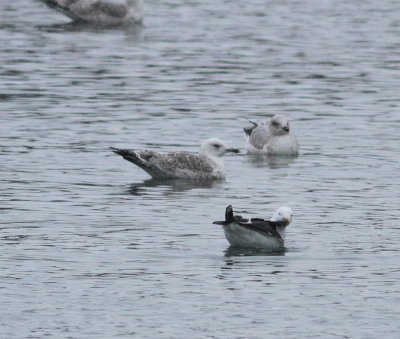 Caspian Gull (Larus cachinnans)
