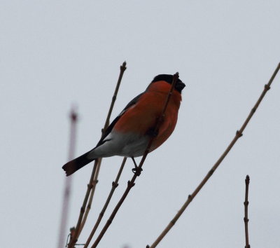 Bullfinch (Pyrrhula pyrrhula)
