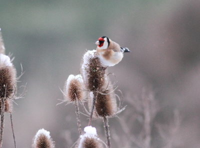 Goldfinch  (Carduelis carduelis)