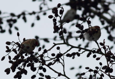 Lesser Redpoll.(Carduelis f. cabaret)