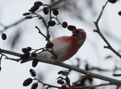 Lesser Redpoll.(Carduelis f. cabaret)