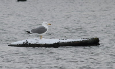 yellowlegged_gull_cambs