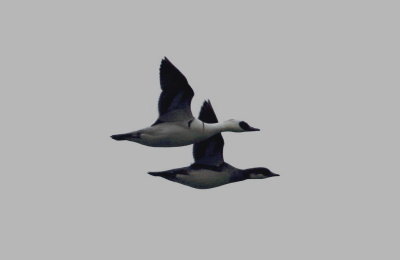 Smew (Mergellus albellus)