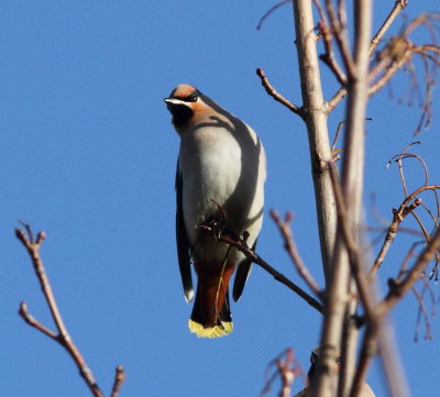 Waxwing (Bombycilla garrulus)