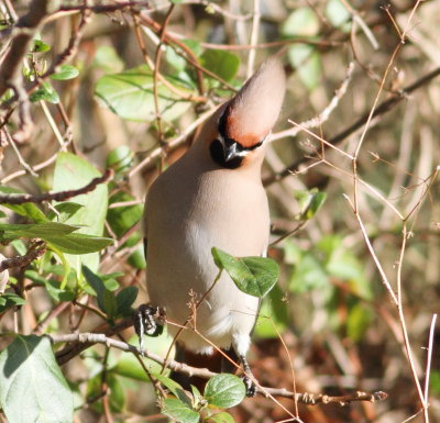 wWaxwing (Bombycilla garrulus)