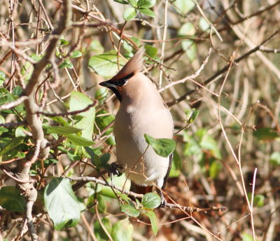 Waxwing (Bombycilla garrulus)