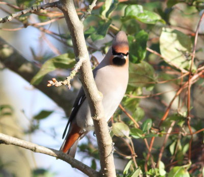Waxwing (Bombycilla garrulus)