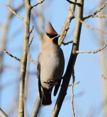Waxwing (Bombycilla garrulus)