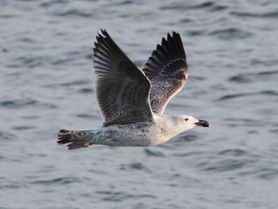 Great Black-backed Gull (Larus marinus)
