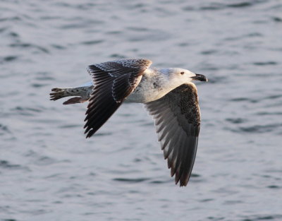 Great Black-backed Gull (Larus marinus)